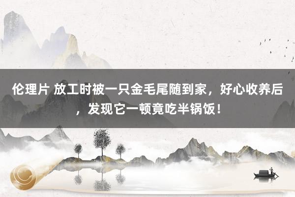 伦理片 放工时被一只金毛尾随到家，好心收养后，发现它一顿竟吃半锅饭！